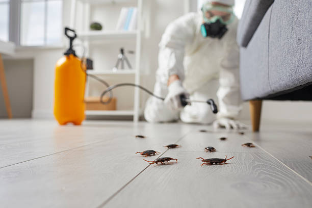 Commercial Kitchen Cockroach Control in Old Greenwich